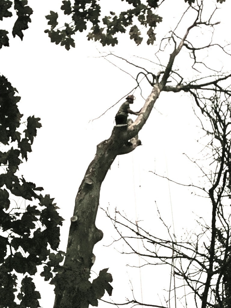 ontree_2