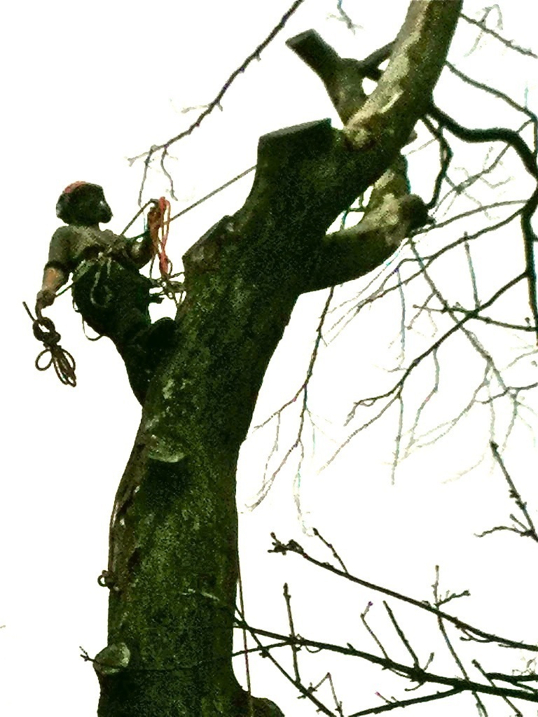 ontree_3