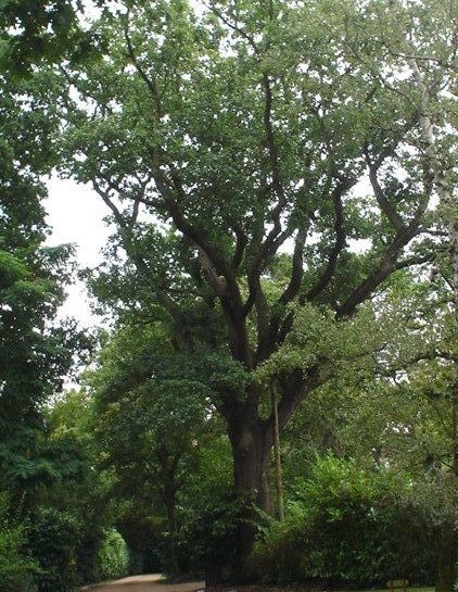 tree